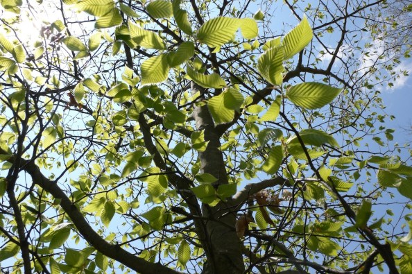 beech-leaves-open-for-sartorias