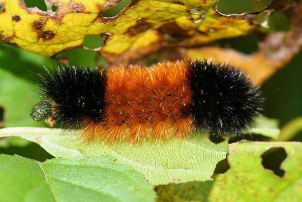 640px-IC_Pyrrharctia_isabella_caterpillar